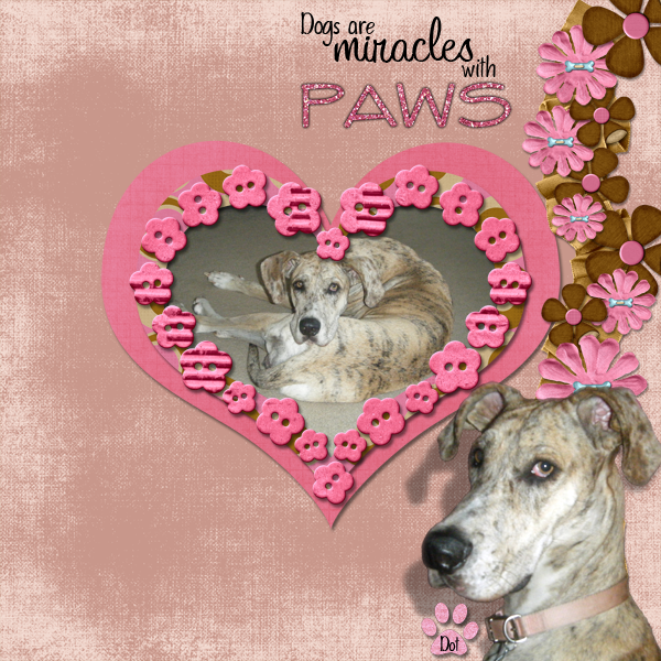 Week 2 Challenge :: Miracles With Paws