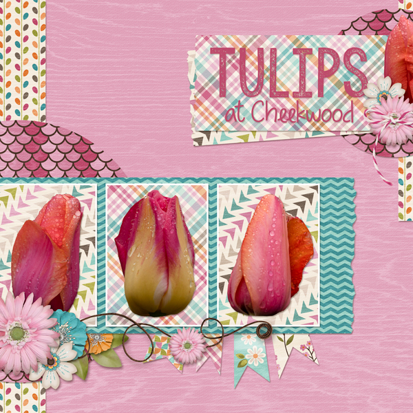 Week 3 - Tulips