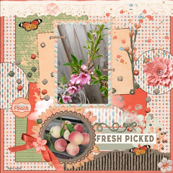 Week 4 -APRIL 2026- SLOW SCRAP-final step -Peaches,Fresh Picked..jpg