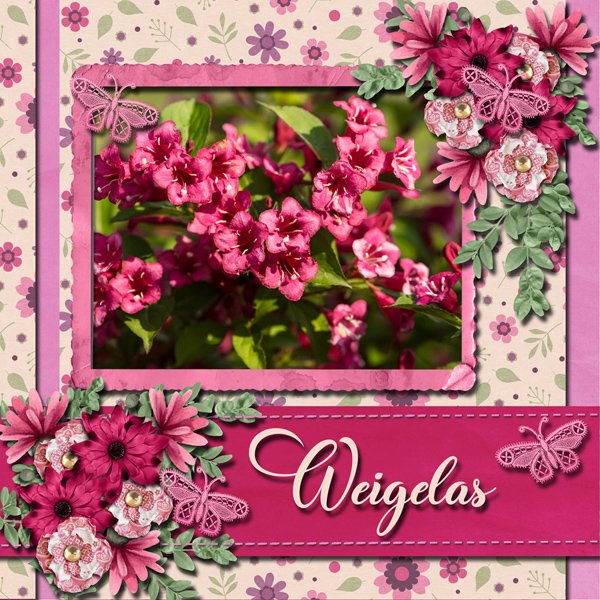 Weigelas