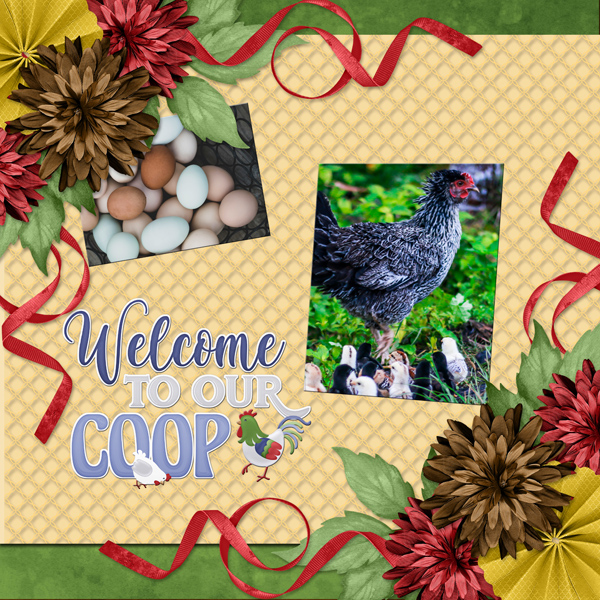 Welcome to our coop