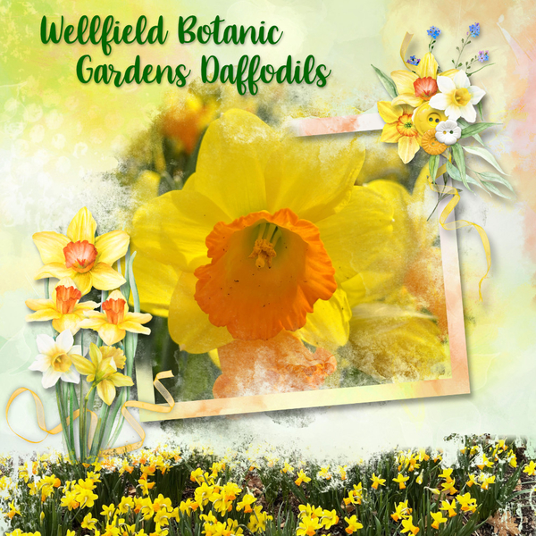 Wellfield Daffodils