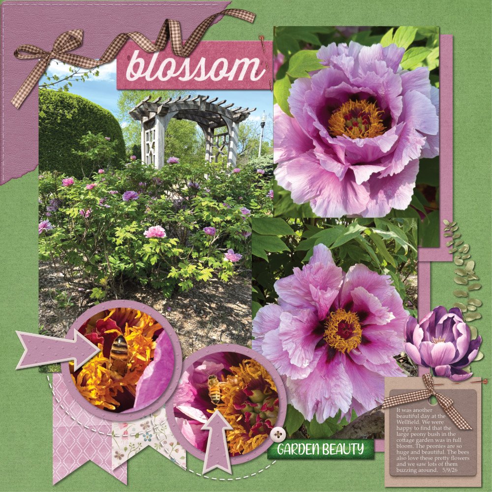Wellfield Peonies 5-9-26