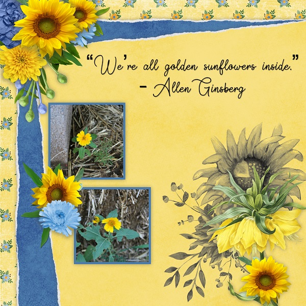 We're All Sunflowers