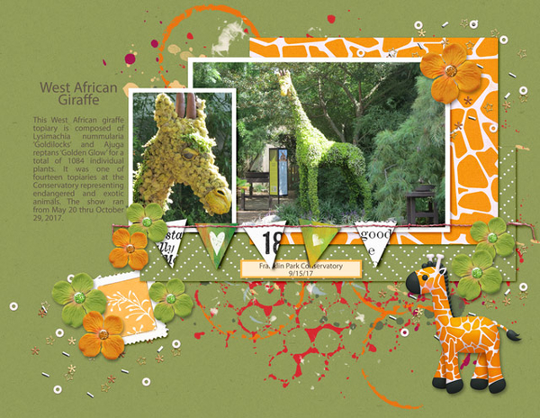 West African Giraffe