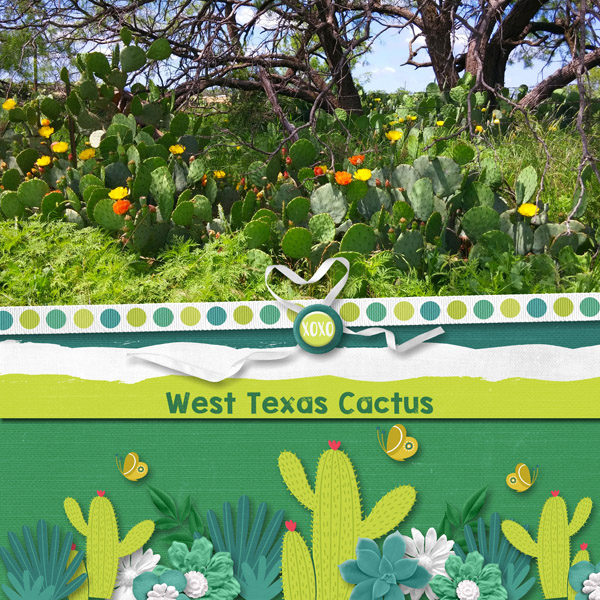 West Texas Cactus