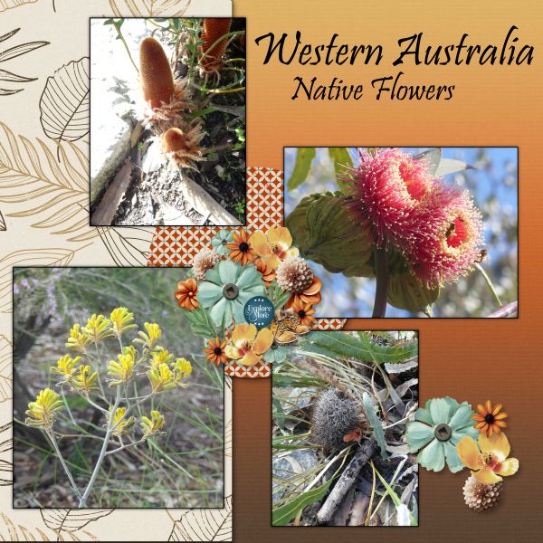 Western Australia Wild Flowers