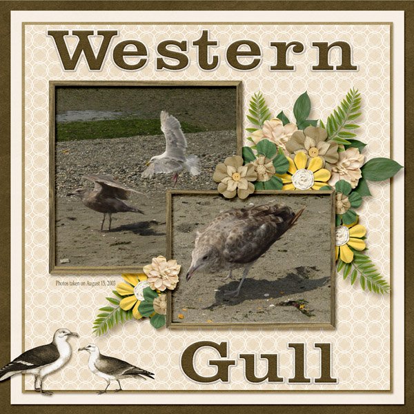 Western Gull small.jpg