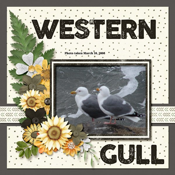 Western Gull small.jpg