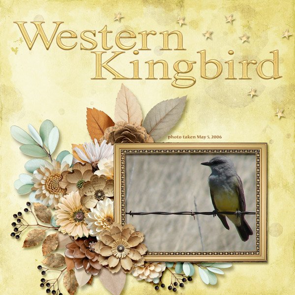 Western Kingbird small.jpg