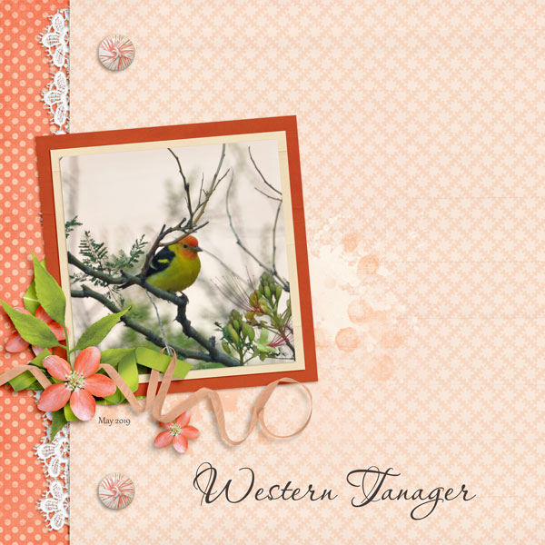 Western Tanager