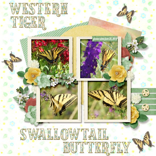 Western Tiger Swallowtail Butterfly small.jpg