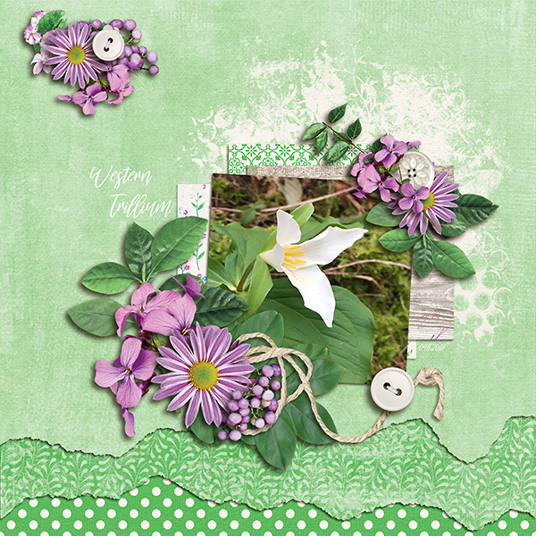 Western Trillium