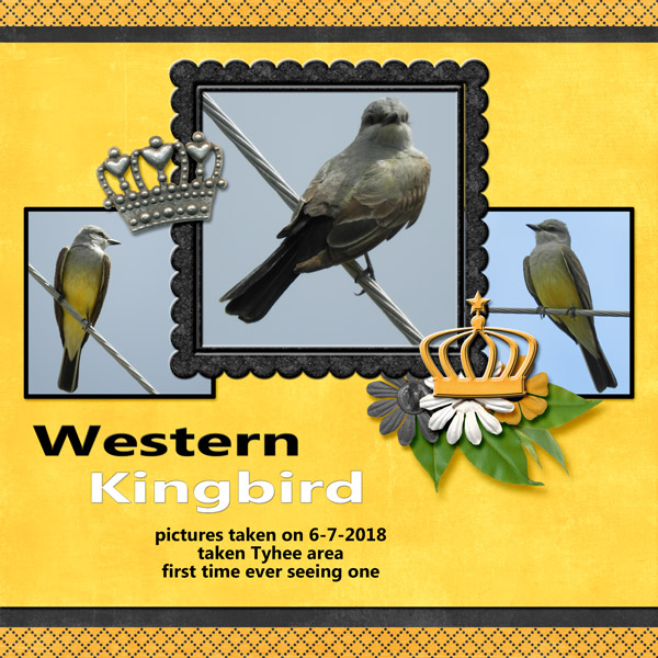western_kingbird_England
