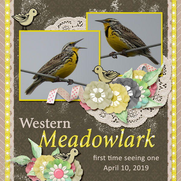 Western_Meadowlark_small