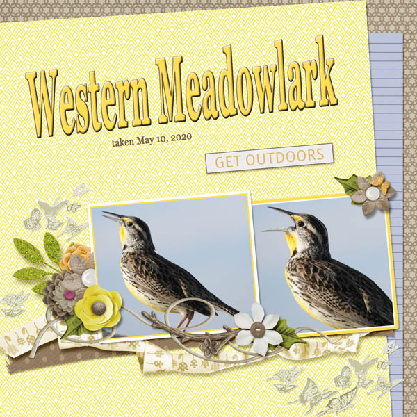 Western_Meadowlark_small1