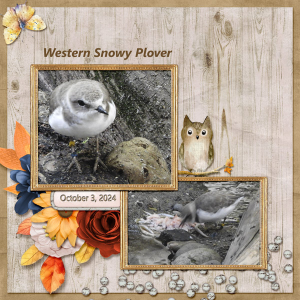 western_snowy_plover_small