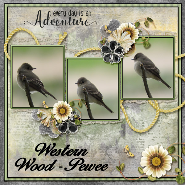 western_wood-pewee_small1