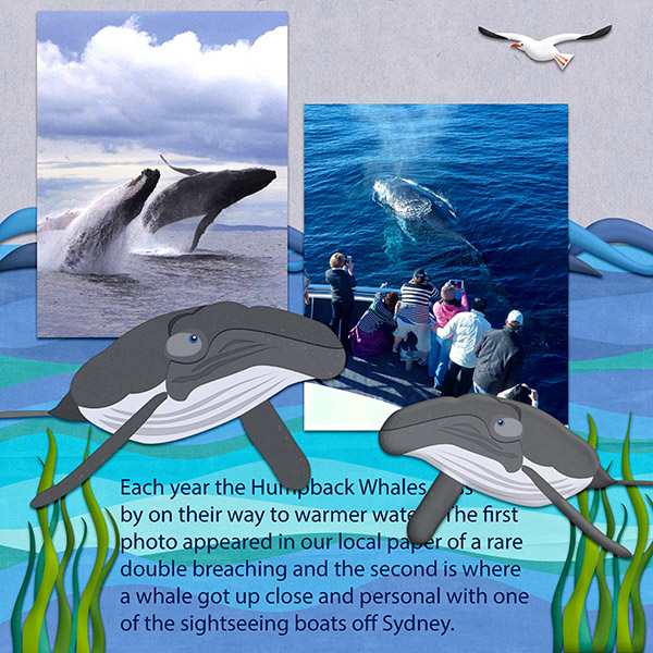Whale Watching