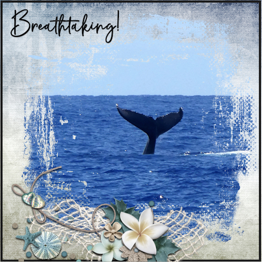 Whale watching