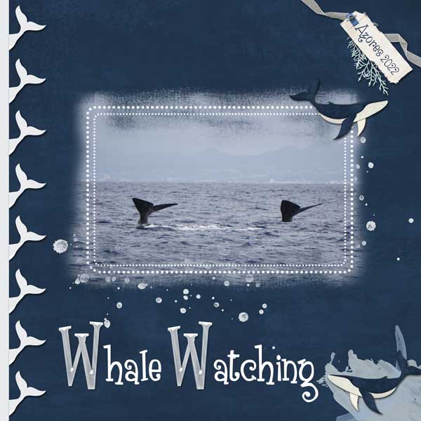 whale watching
