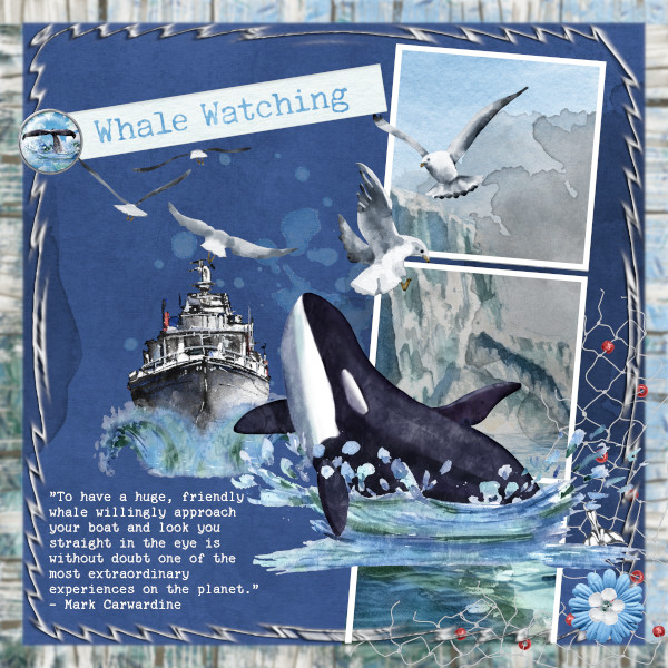 Whale Watching