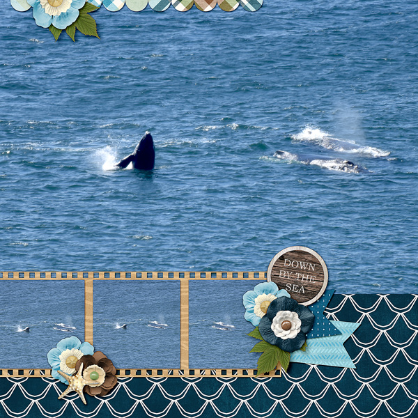 Whale Watching