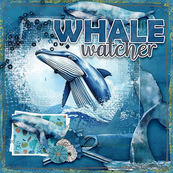 Whale Watching