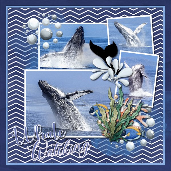 WhaleWatching