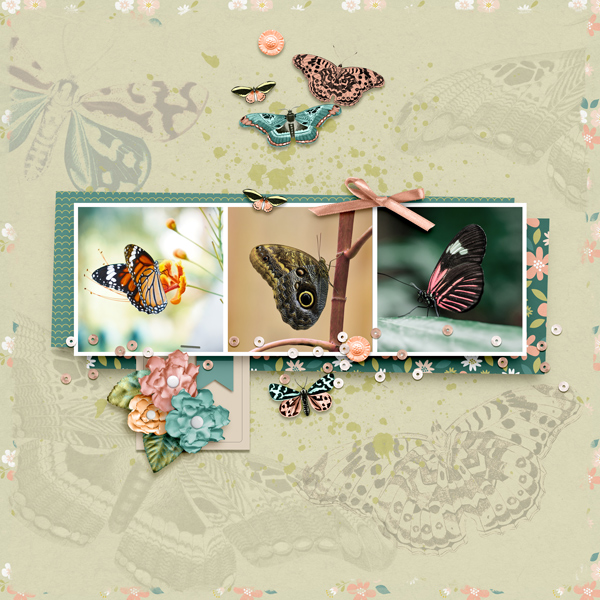 What a Day Butterfly