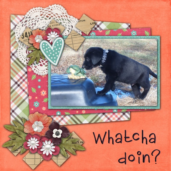 Whatcha doin?