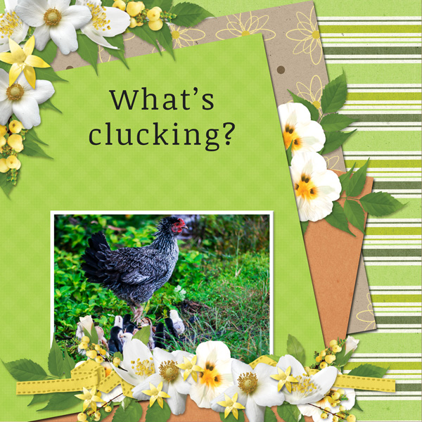 What's clucking?