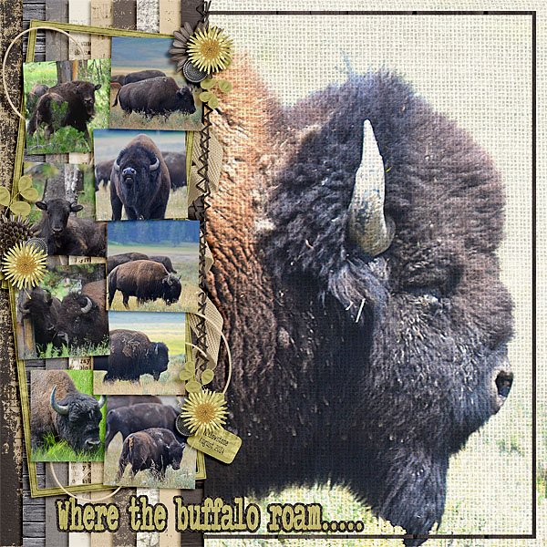 Where the buffalo roam