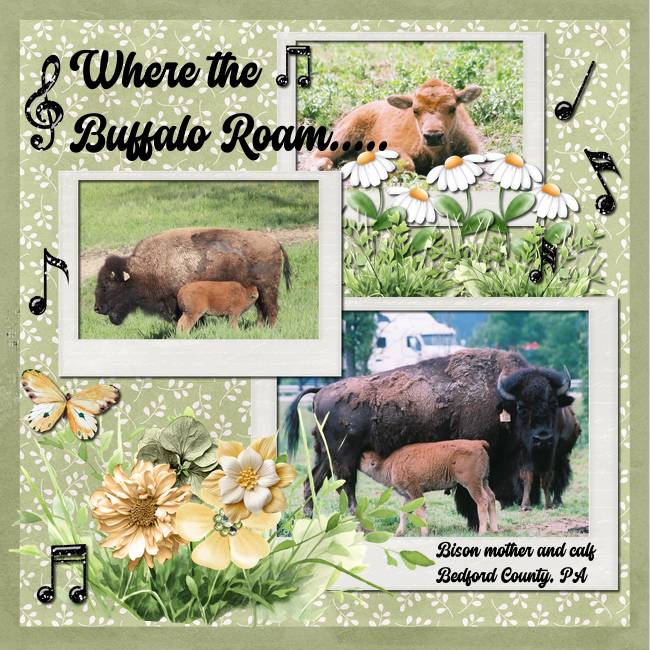 Where the Buffalo Roam