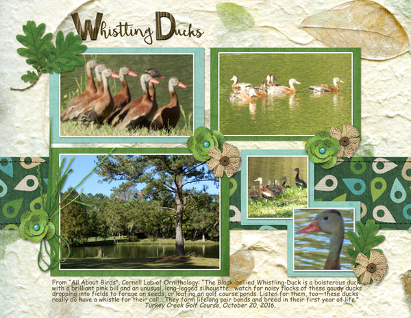 Whistling Ducks