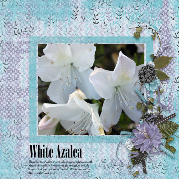 White Azalea