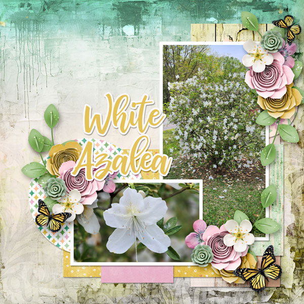White Azalea
