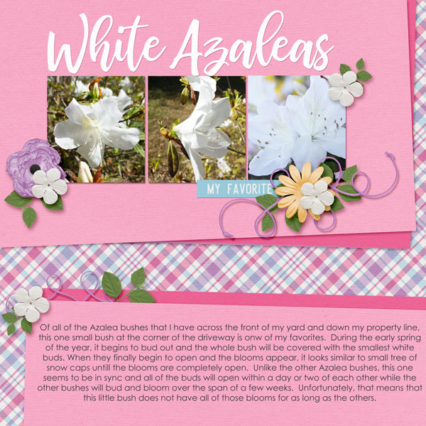 White Azaleas