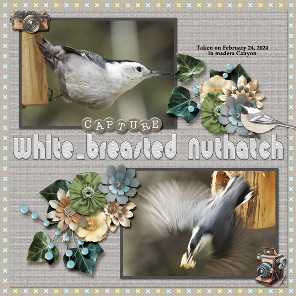 White-breasted_Nuthatch_small