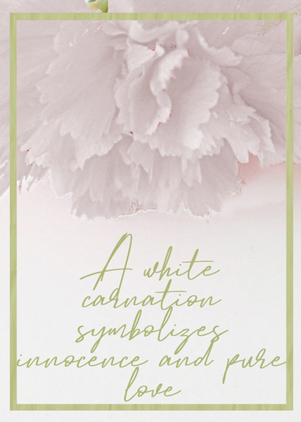 White Carnation