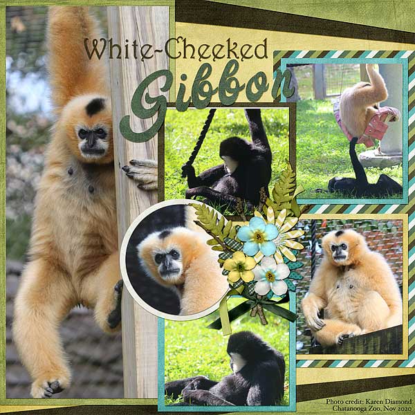 White-Cheeked Gibbon
