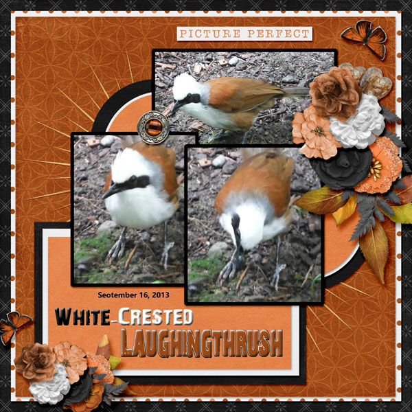 White-Crested_Laughingthrush_small