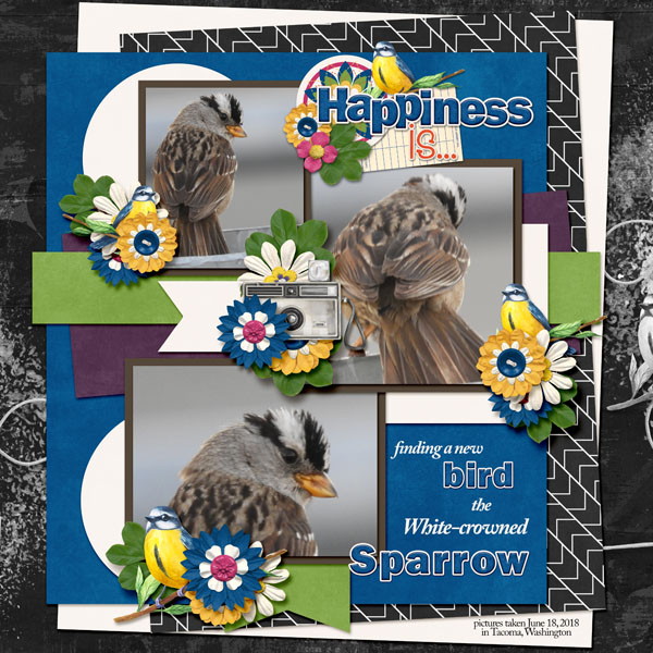 white-crowned_sparrow_small