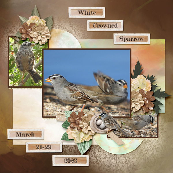 White-crowned_Sparrow_small1