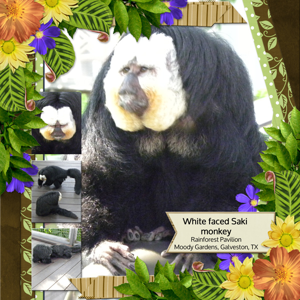 White faced Saki monkey