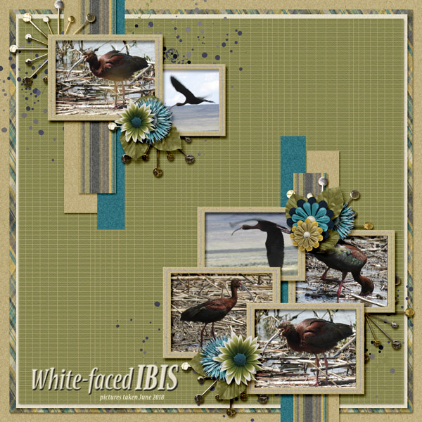 White-faced_Ibis_small