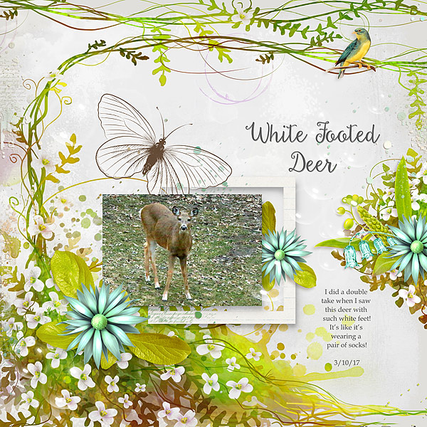 White Footed Deer