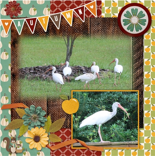 White Ibis