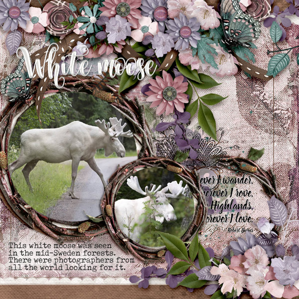 White-moose