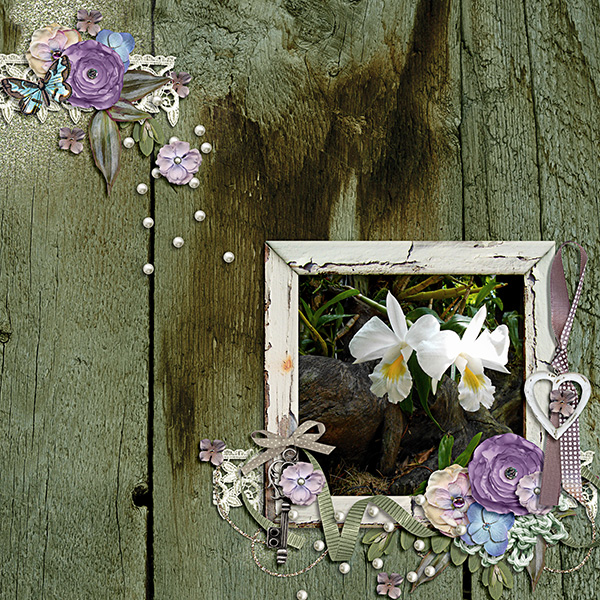 White Orchid
